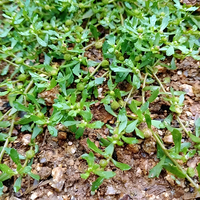 鹅不食草 青.png