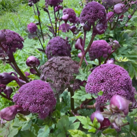 紫花前胡 青.png